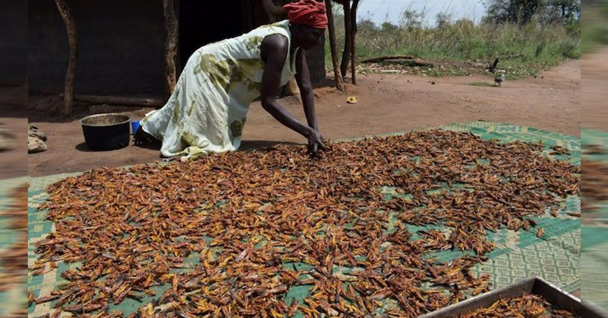 Desert Locusts invade South Sudan