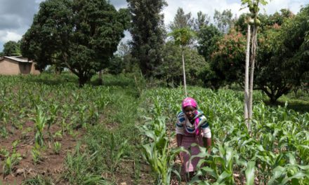 How Kenyan rural farmers are using conservation agriculture for food security