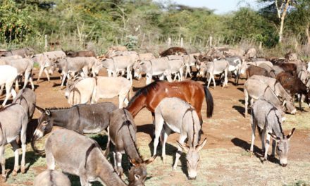 Experts express fears over poor reproduction in donkeys as artificial reproductive techniques fail