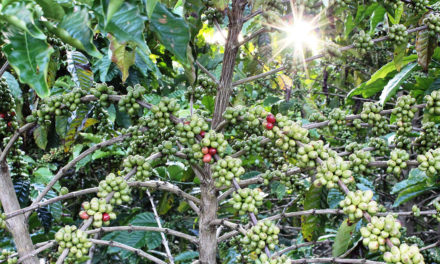 Coffee-growing counties start mainstreaming climate smart agriculture in Kenya