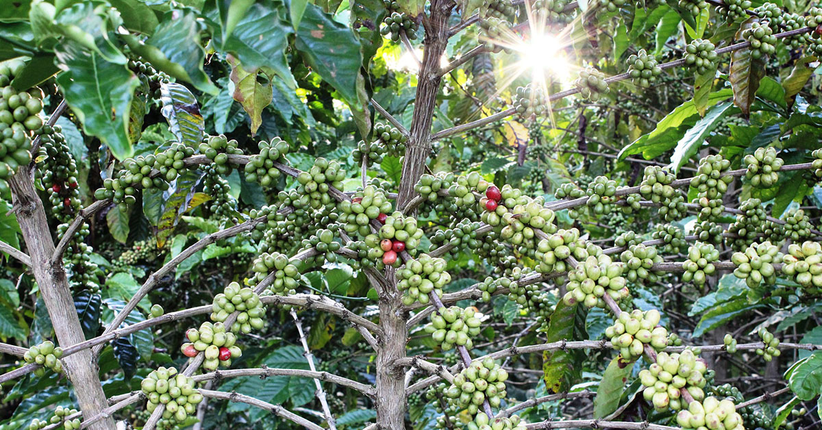 Coffee-growing counties start mainstreaming climate smart agriculture in Kenya