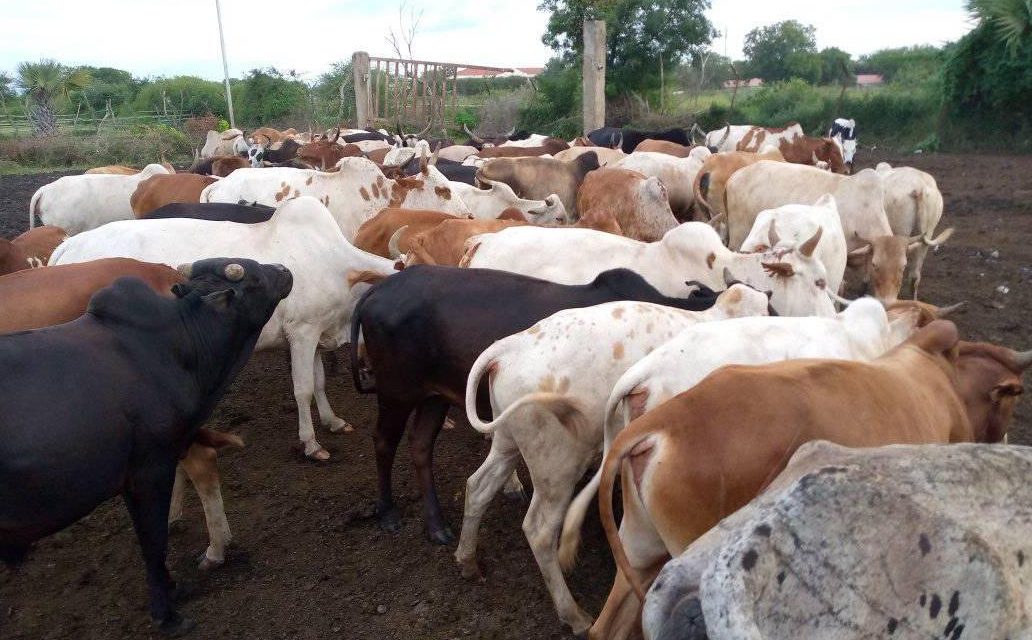 Cow wars  breed fear In  Eastern EQUATORIA