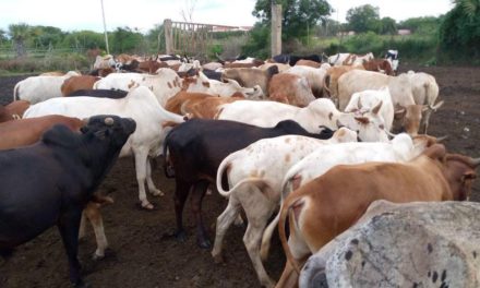 Cow wars  breed fear In  Eastern EQUATORIA